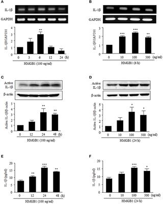 HMGB1 Increases IL-1β Production in Vascular Smooth Muscle Cells via NLRP3 Inflammasome